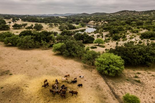 Various bovine species, including Watusi cattle and buffalo, eat from a hay drop at the Ox Ranch in Uvalde, Texas, Aug. 17, 2017. In the hill country outside San Antonio, the safari-style world of rare and endangered species symbolizes the popularity and controversy of exotic game hunting. (Daniel Berehulak/The New York Times)