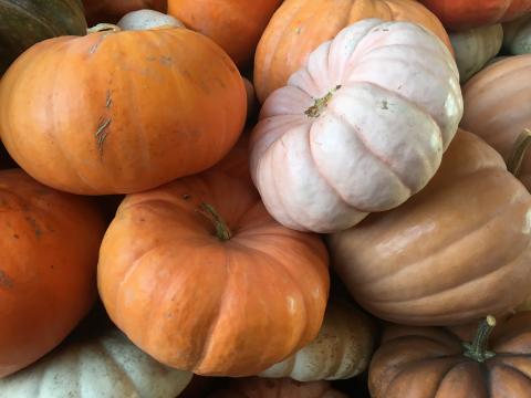 Pumpkins and gourds of all colors and stripes at the State Farmers' Market in Raleigh