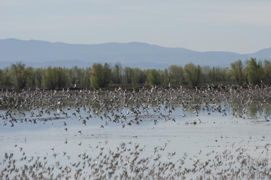 RESTRICTED -- Wetland Rentals for Migrating Birds