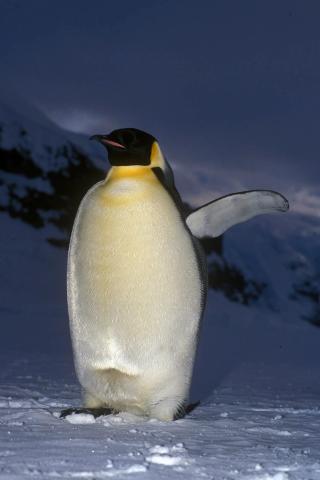 RESTRICTED -- Emperor Penguins: Good Dads, but Less Dedicated Than You May Have Thought