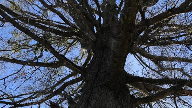 Will historic Goldsboro tree be cut down to boost downtown development?
