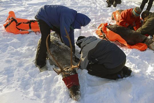 Trapped on an Island With Wolves, the Only Way Out for These Caribou Was Up