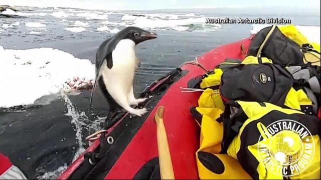 Adorable penguin pops in on research boat