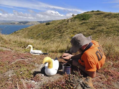 RESTRICTED -- The Life and Death of Nigel, the World’s Loneliest Seabird