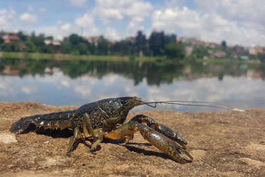 RESTRICTED -- This Mutant Crawfish Clones Itself, and It’s Taking Over Europe