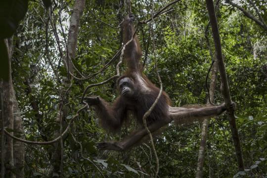 Borneo Lost More Than 100,000 Orangutans From 1999 to 2015