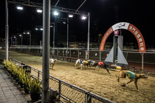A Greyhound Racetrack Meets Its Demise