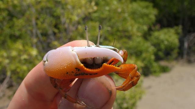 RESTRICTED -- For Fiddler Crabs, ‘Size Does Matter’