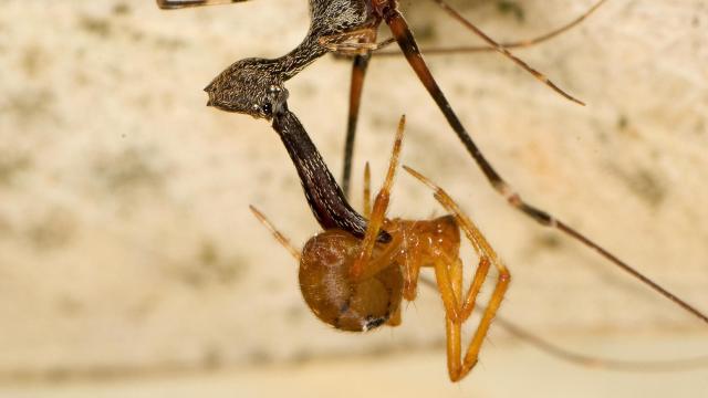 Pelican spiders, thought extinct, thrive by cannibalism