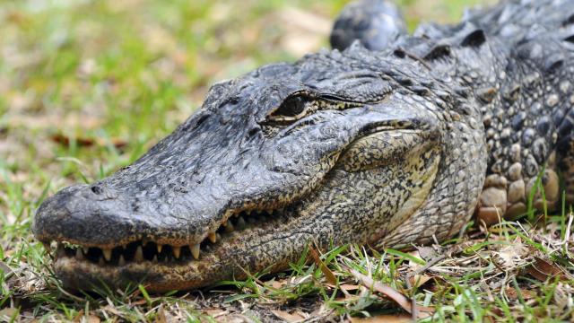 Mom, 2 kids die after car hits alligator in South Carolina