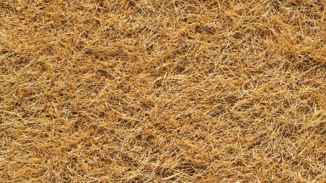 Got brown grass? Why dormant grass doesn't mean it's dead