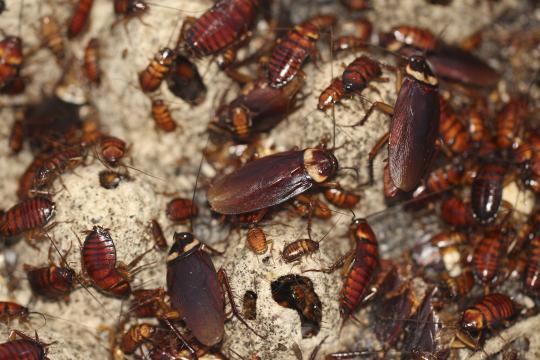 RESTRICTED -- In the Cockroach Genome, ‘Little Mighty’ Secrets