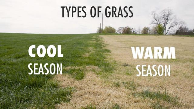 Different grasses thrive in different seasons