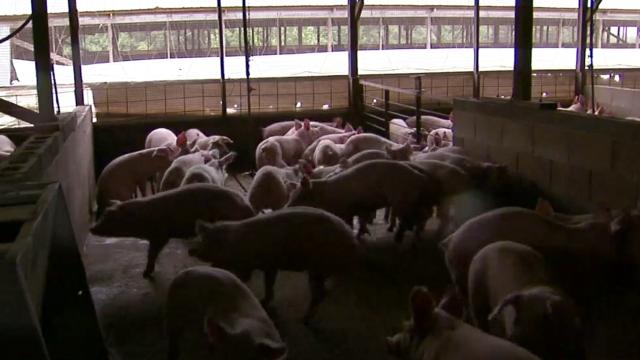Judge rules no punishing Smithfield Foods in hog farm nuisance case