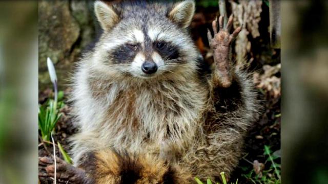 Raccoon tests positive for rabies in Raleigh 