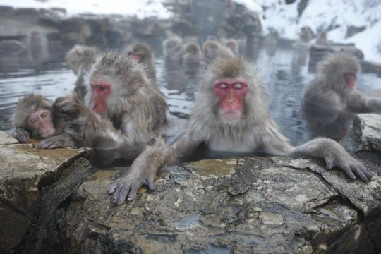 RESTRICTED -- Hot Springs Lower Stress in Japan’s Popular Bathing Monkeys