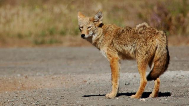 A warning to pet owners: Beware of coyotes, it is mating season