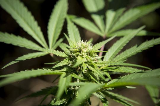 Is Australia Ready to Legalize Marijuana? Not Yet, It Seems