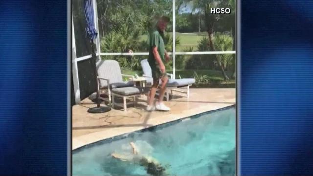 Gator takes dip in Florida pool