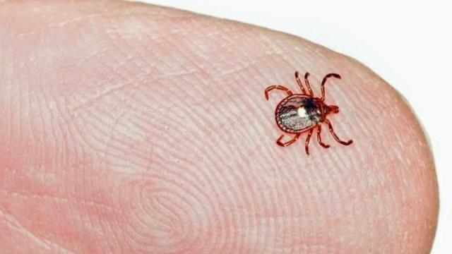 The best way to prevent serious illness from tick bites
