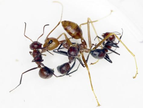 RESTRICTED -- These Ants Explode, but Their Nests Live to See Another Day
