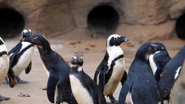 Penguins strut with attitude down aquarium hallway
