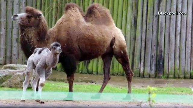 RAW: Camel born on same day as Prince Louis shares name