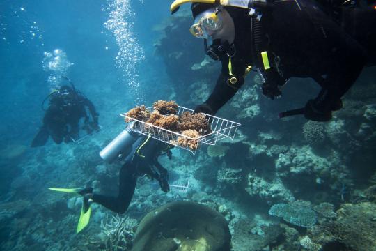 Australia Pledges Millions of Dollars in Bid to Rescue Great Barrier Reef