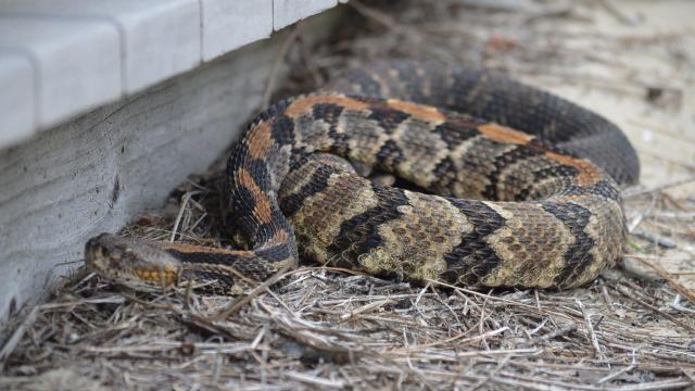 Snakes in NC: What to do if you see one this summer