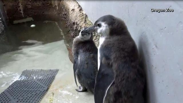 Penguin chicks swim for first time