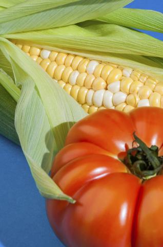 Summer’s Greatest Vegetable: Corn or Tomato?