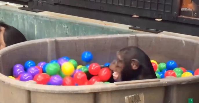 Rescued chimps have a ball at sanctuary