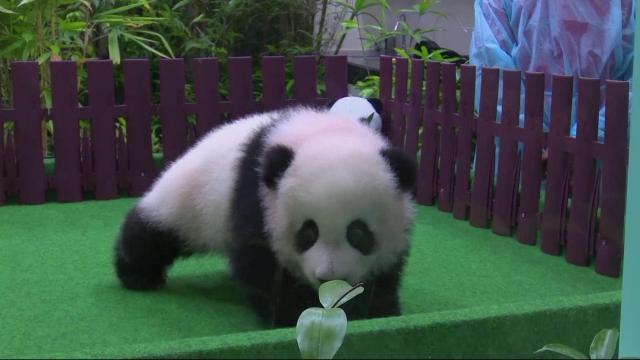Roly-poly baby panda meets the public