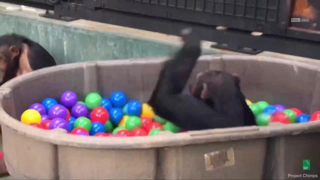 Playful chimps get into ball pit