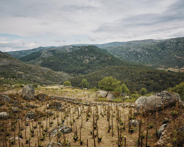 Unearthing Wine Richness in the Spanish Foothills