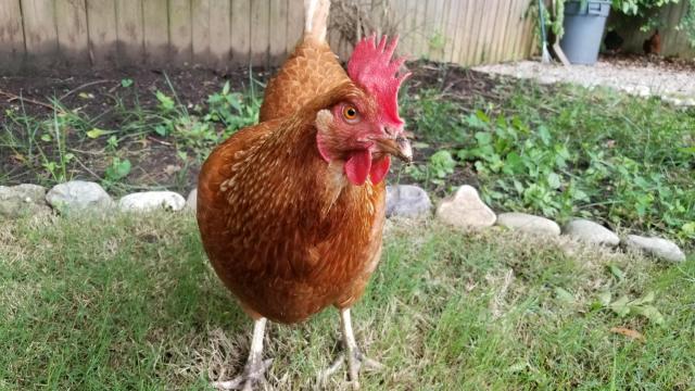 Visit chickens and bees at Tour D'Coop