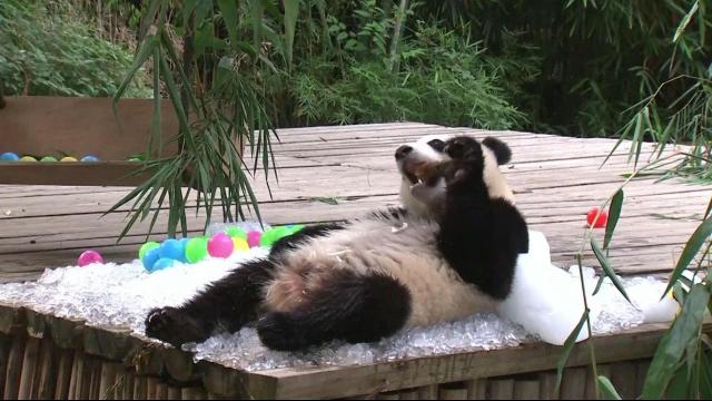 Ice baths, frozen fruit keep playful pandas cool