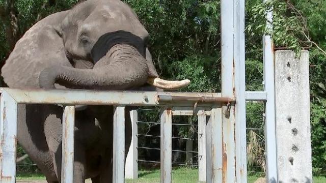 Elephant escapes enclosure at Florida zoo