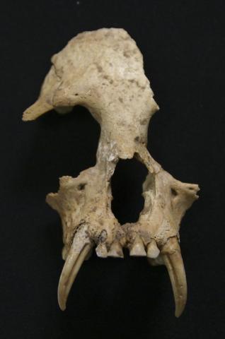 RESTRICTED -- Extinct Gibbon Found in Tomb of Ancient Chinese Emperor’s Grandmother