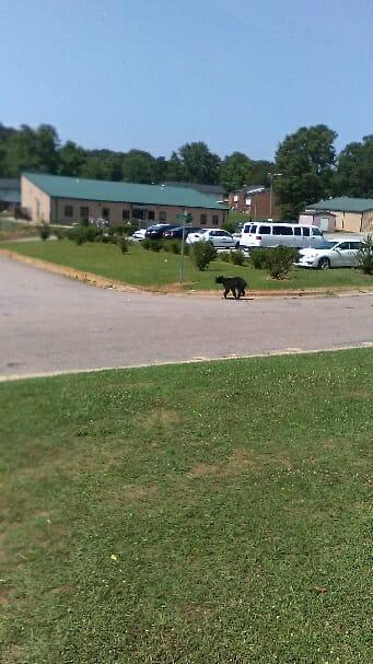 Bear sightings reported in Wake Forest area