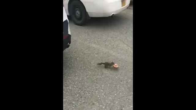Raw: Squirrel steals donut from cop