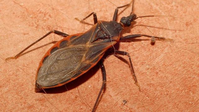 Girl bit by blood-sucking kissing bug in Delaware, CDC confirms