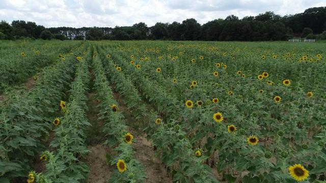 Drone5 flies over sunflowers at Dix Park