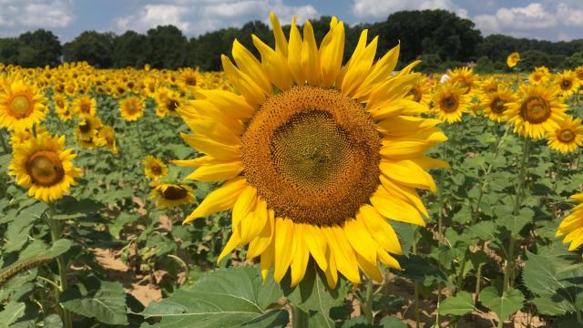 Two places to check out sunflowers this summer