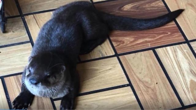 Otter walks into a Dairy Queen and . . .