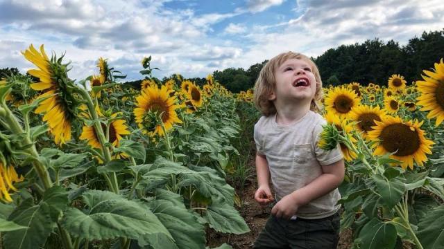 Raleigh's sunflower field: Check out photos from readers' trips to see the sunflowers