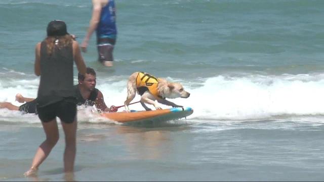 Surf's up! Dogs ride waves at California beach