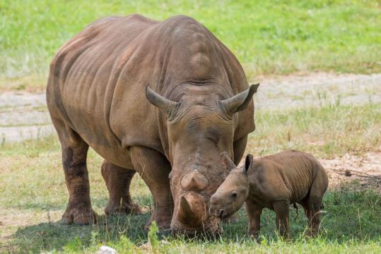 TAKE A LOOK: another baby rhino born Friday at NC Zoo