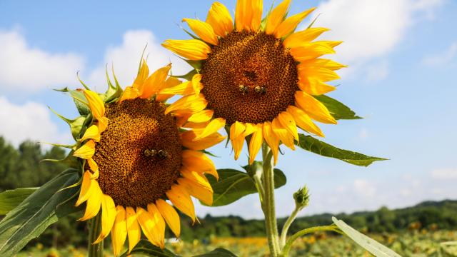 Take a look at the last standing sunflowers at Dorothea Dix park