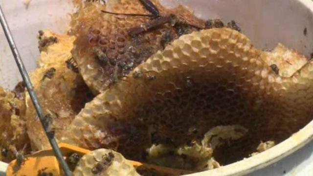 Cleaning lady stung by swarm of 200 bees